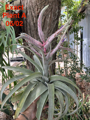 Tillandsia 'Bea Correale'