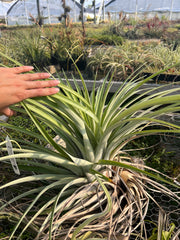 Tillandsia propagulifera