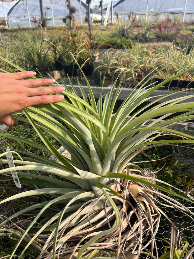 Tillandsia propagulifera