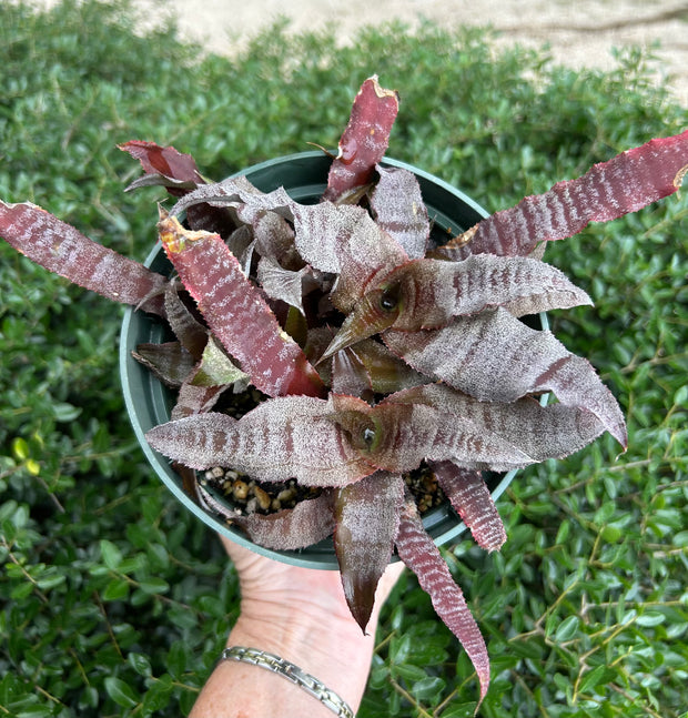 Cryptanthus 'Andromeda' Cryptanthus (Richtmyer) TF4048 and