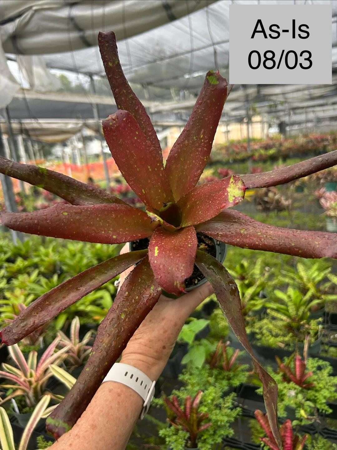 Neoregelia 'Halloween' – Tropiflora