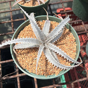 Dyckia 'Bone' x marnier-lapostolle Grant Blue