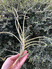 Tillandsia 'Nugget'