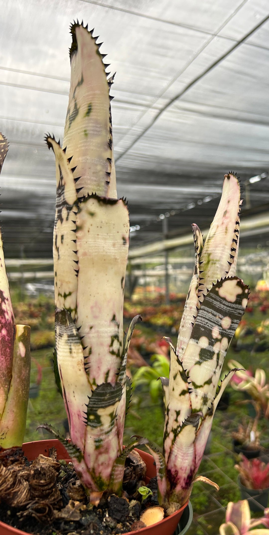 Billbergia vittata 'Domingos Martins' – Tropiflora