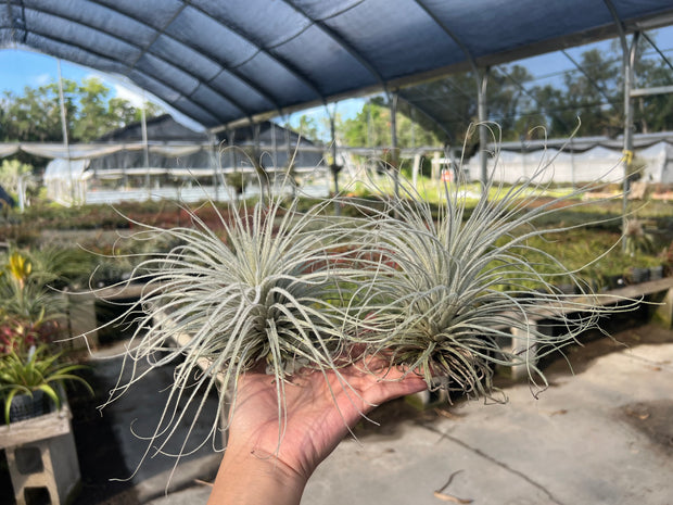 Tillandsia tectorum (clone #2)