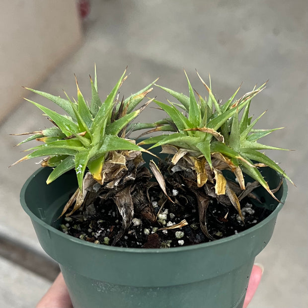 Deuterocohnia lotteae