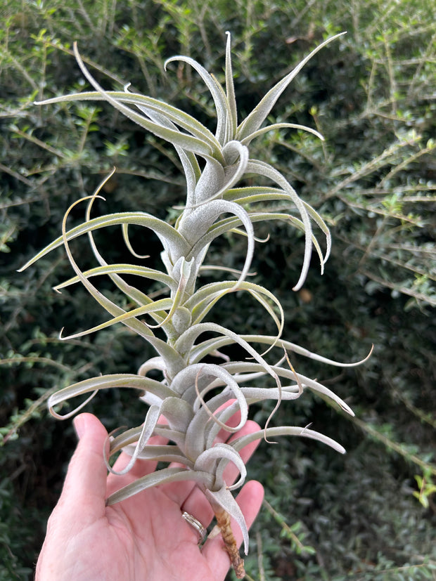 Tillandsia werdermannii
