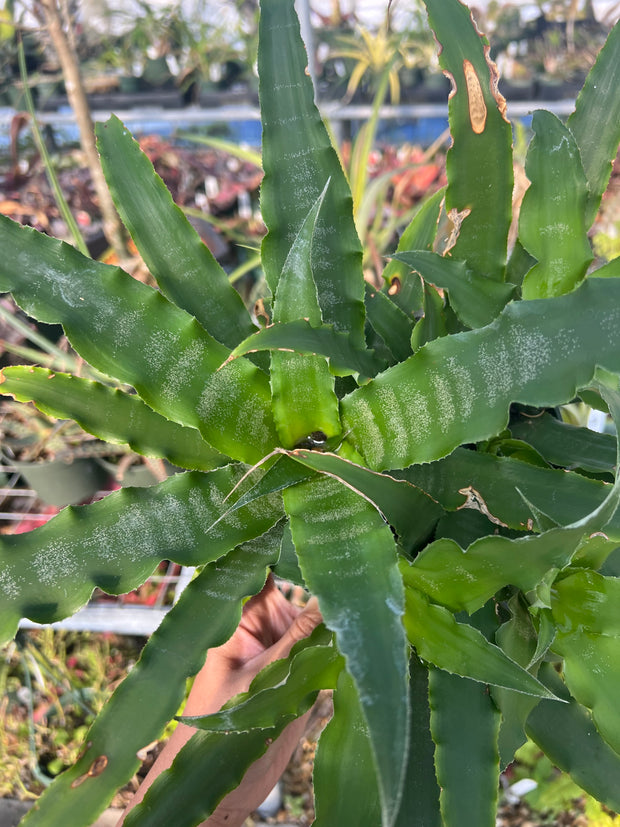 Cryptanthus 'Mint'