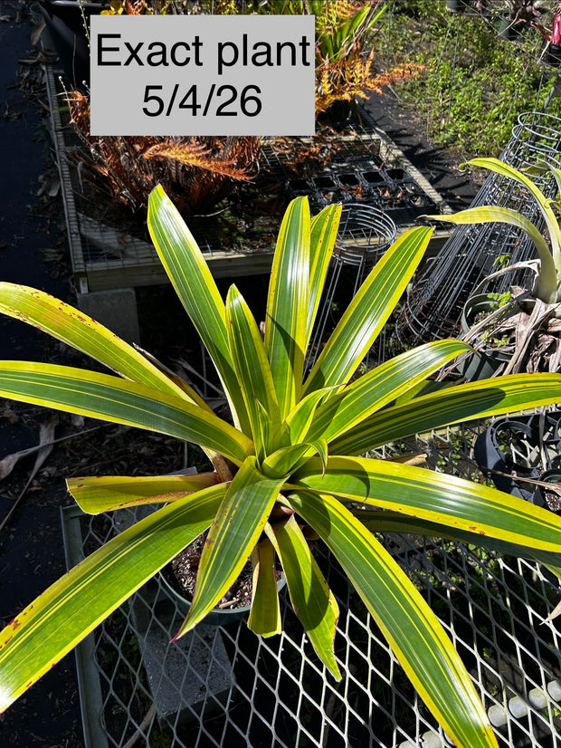 Alcantarea 'Aurora' – Tropiflora