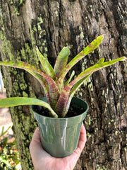 Neoregelia lilliputiana x 'Super Aztec' clone #1