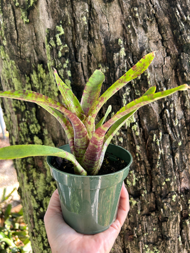 Neoregelia lilliputiana x 'Super Aztec' clone #1