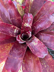 Neoregelia 'Jack of Diamonds'