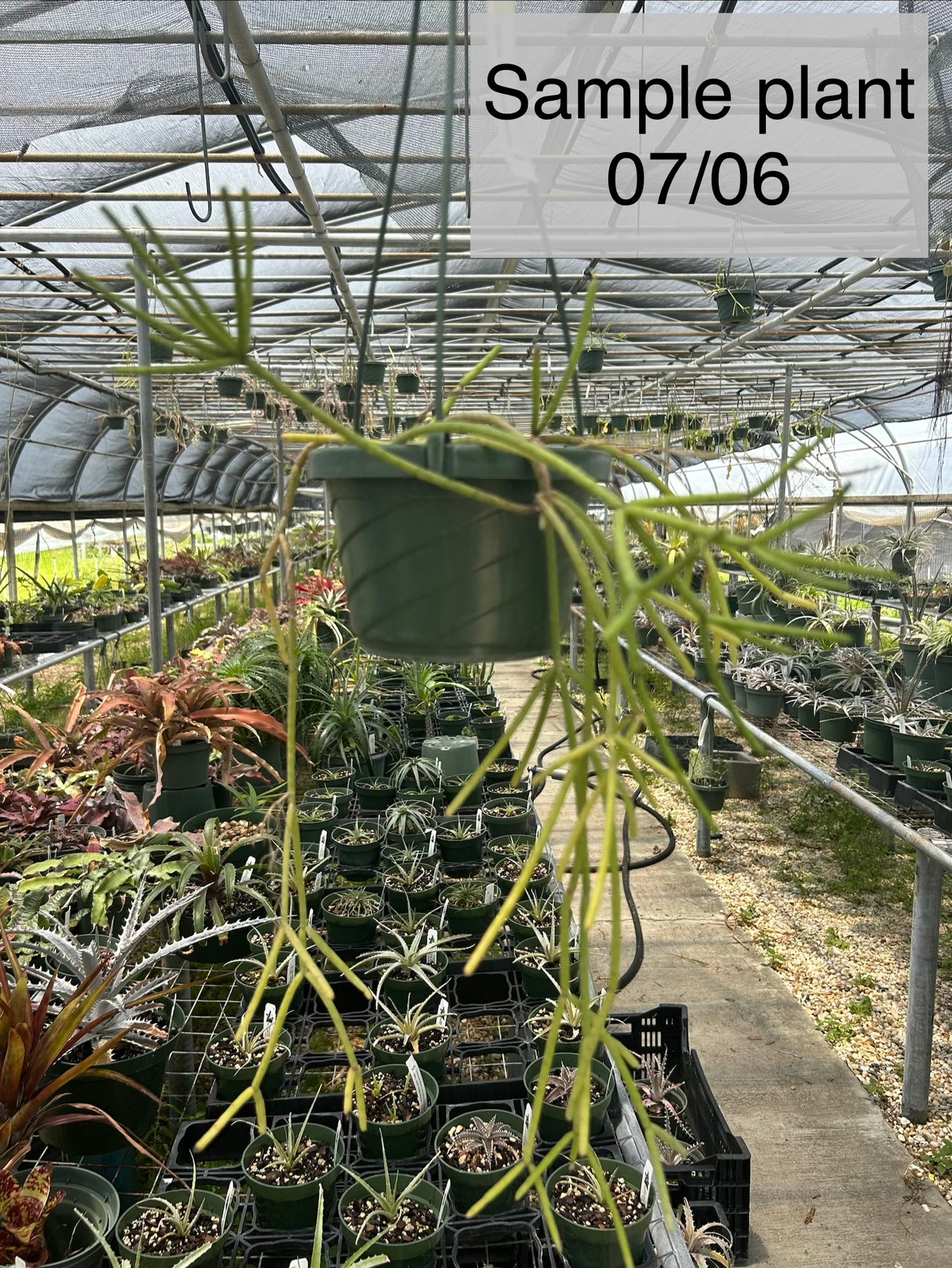 Rhipsalis baccifera ssp. baccifera – Tropiflora