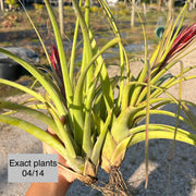 Tillandsia 'Tesoro'