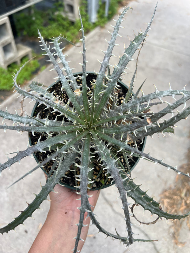 Dyckia 'Spiderman'