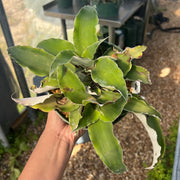 Rokautskyia latifolius cv. formati type SEL1987-0240
