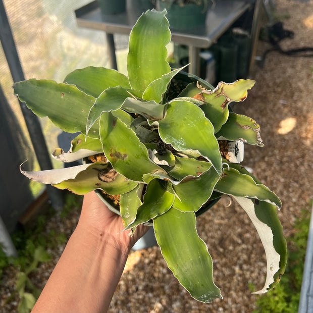 Rokautskyia latifolius cv. formati type SEL1987-0240