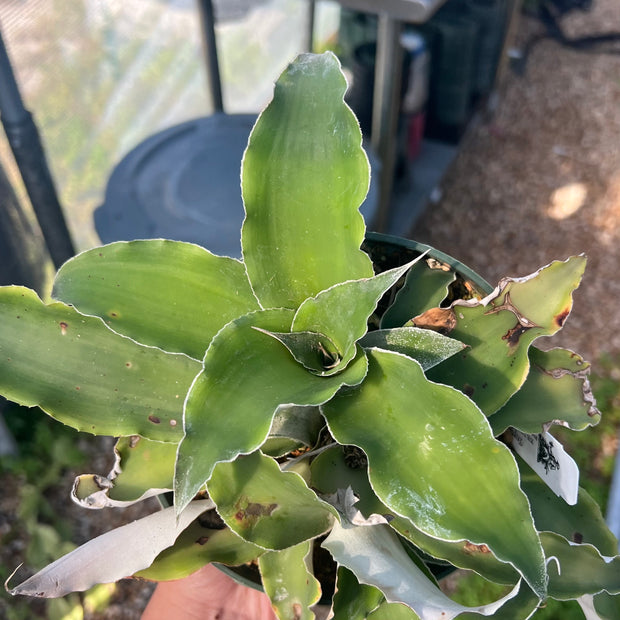Rokautskyia latifolius cv. formati type SEL1987-0240