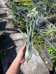 Tillandsia 'Long John'
