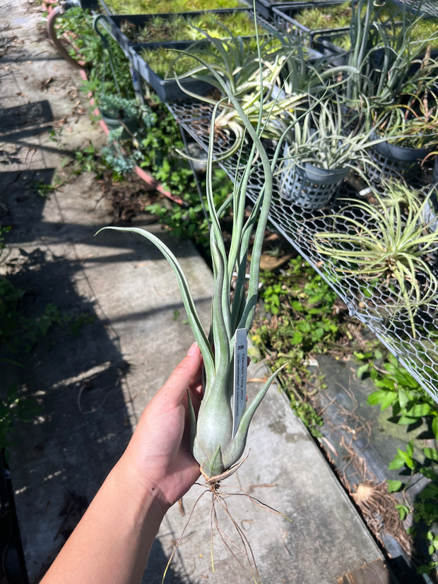 Tillandsia 'Long John'