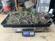 Tillandsias (Air Plants) by the Pound