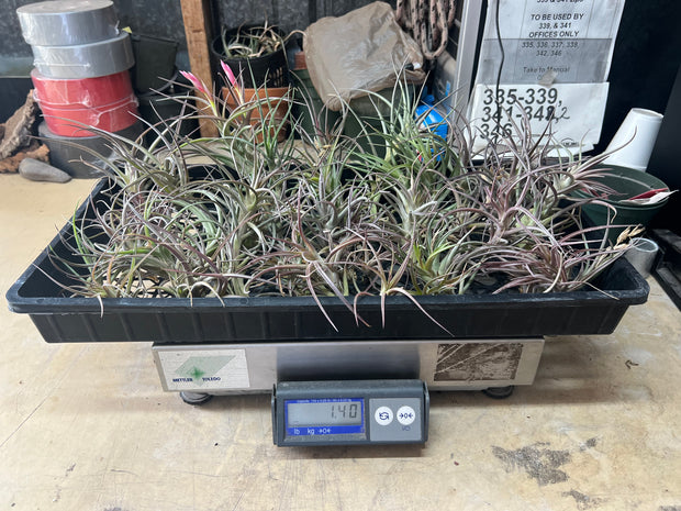 Tillandsias (Air Plants) by the Pound