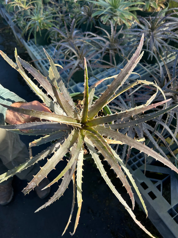 Dyckia reitzii v. rubra x 'Arizona' – Tropiflora