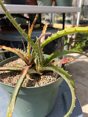 Hechtia species 'Tupatina' AS060
