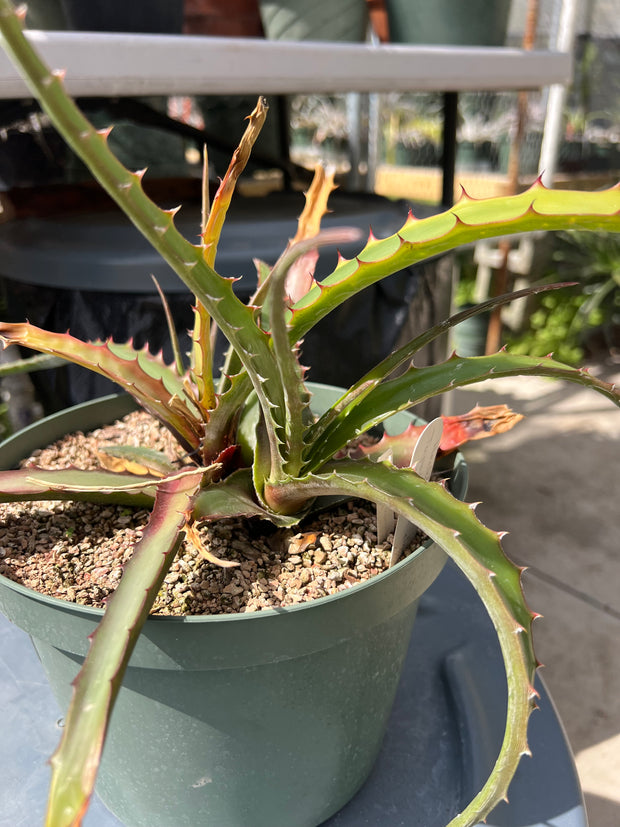 Hechtia species 'Tupatina' AS060