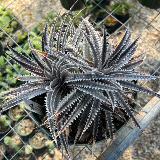 Dyckia 'Sawfish'