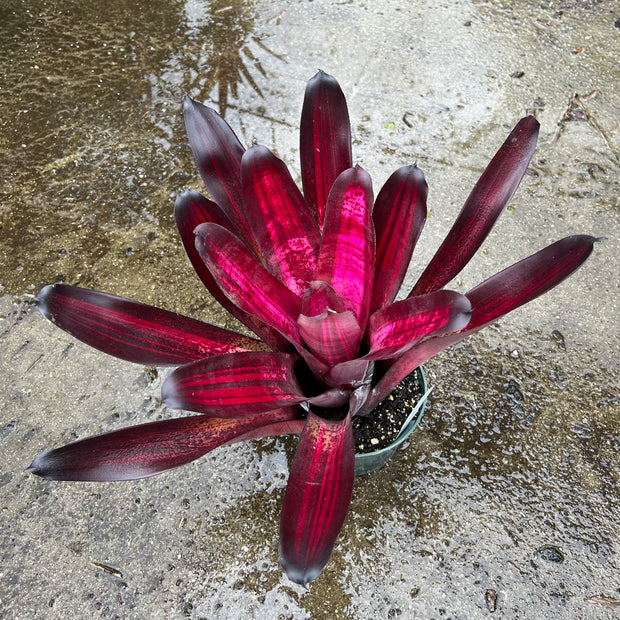 Neoregelia 'Mad Hatter'