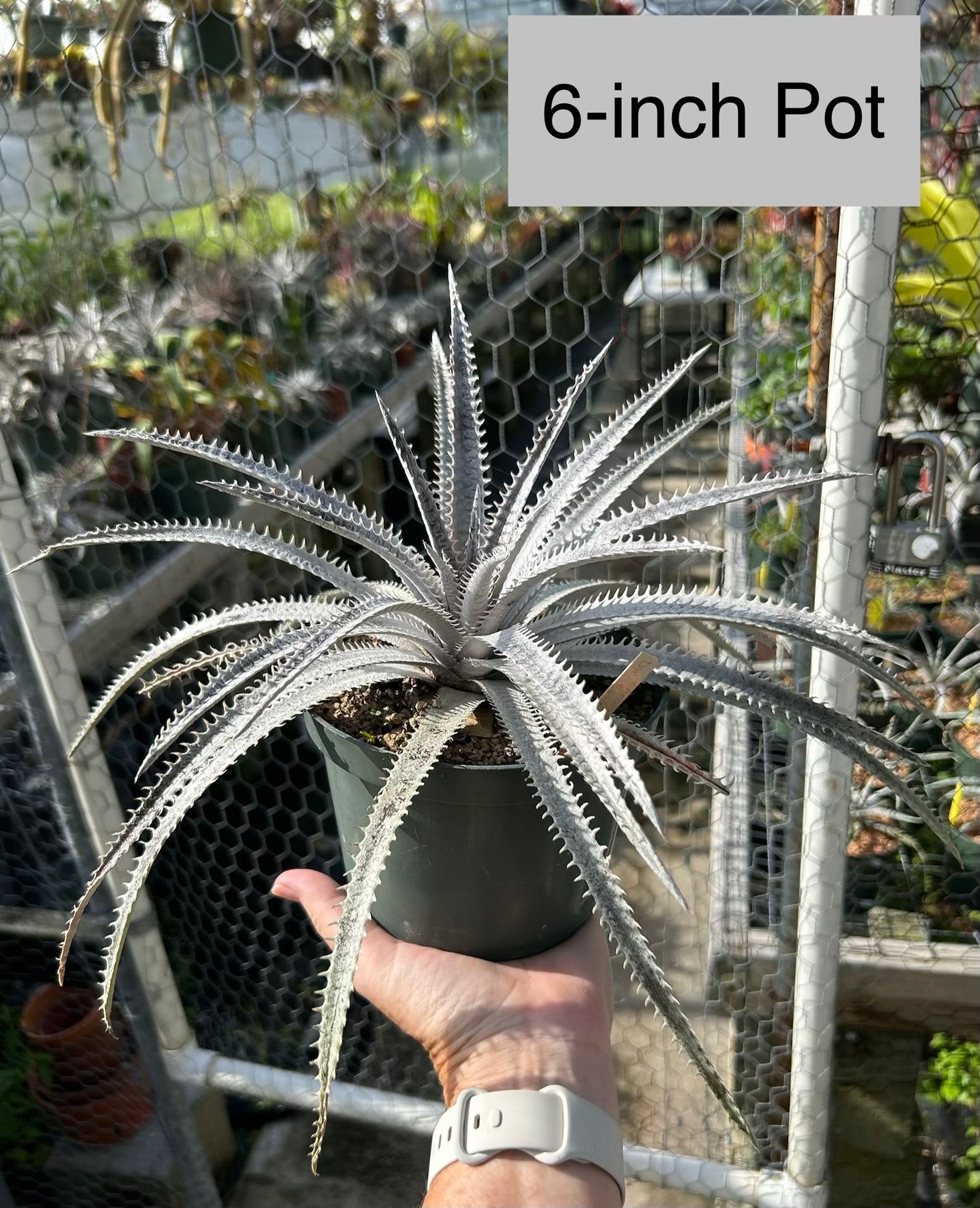 Dyckia ('Arizona' x marnier-lapostollei) x 'Bone' – Tropiflora