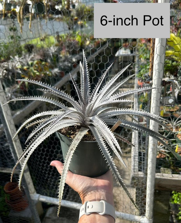 DBディッキア Dyckia Arizona x BS small #118 ⑶ DBディッキア Dyckia