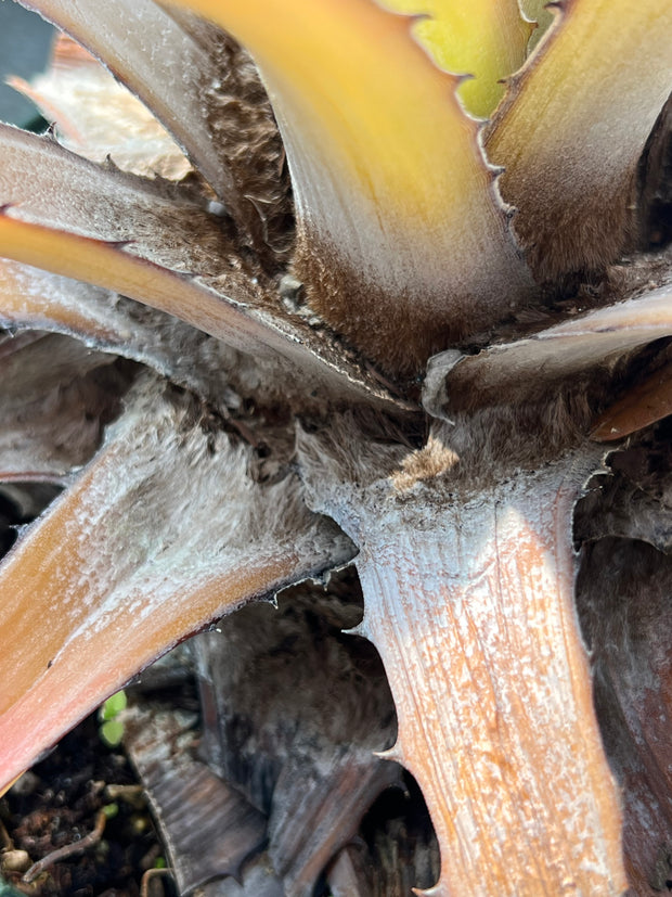 Bromelia magnifica