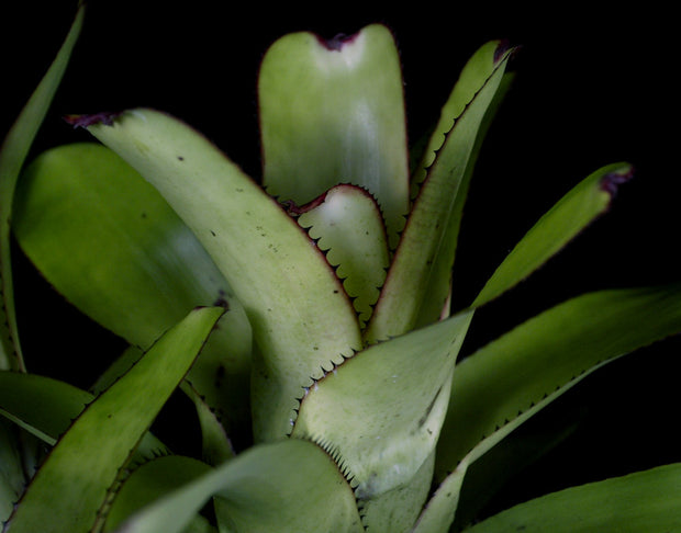 Aechmea nudicaulis Brazil (W.B.))
