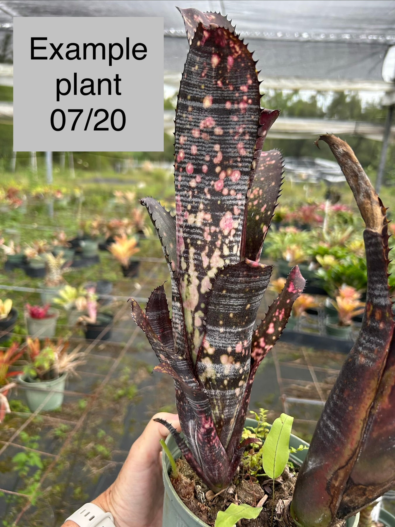Billbergia 'Obi-Wan' – Tropiflora