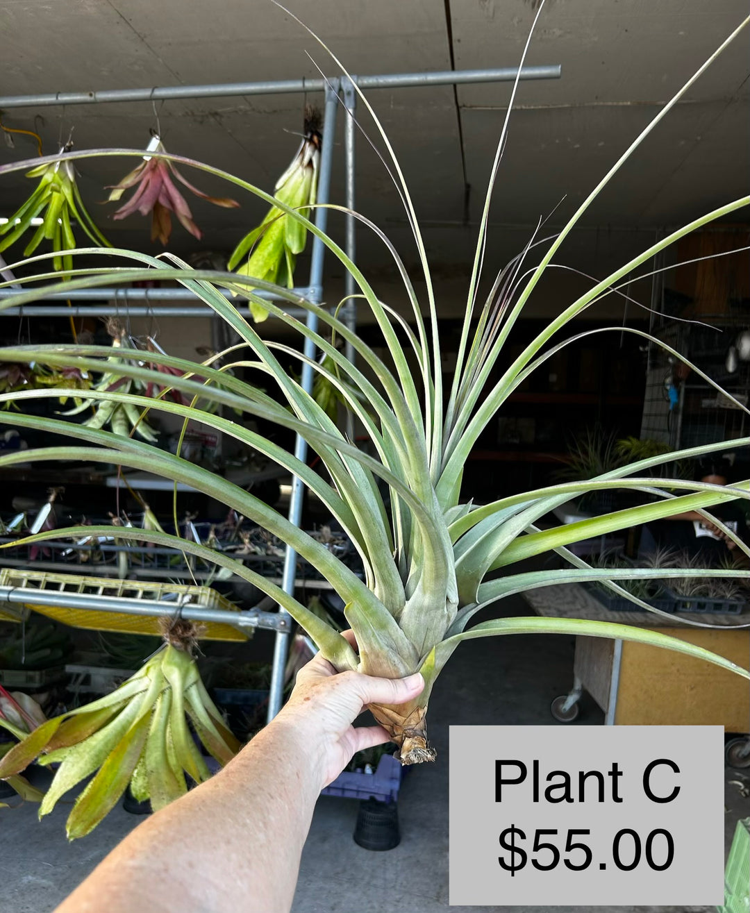 Tillandsia x smalliana 'Giant Form' – Tropiflora