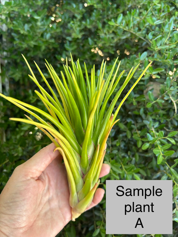 Tillandsia 'Joel Superior' – Tropiflora