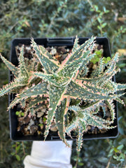 Aloe 'Secret Agent'