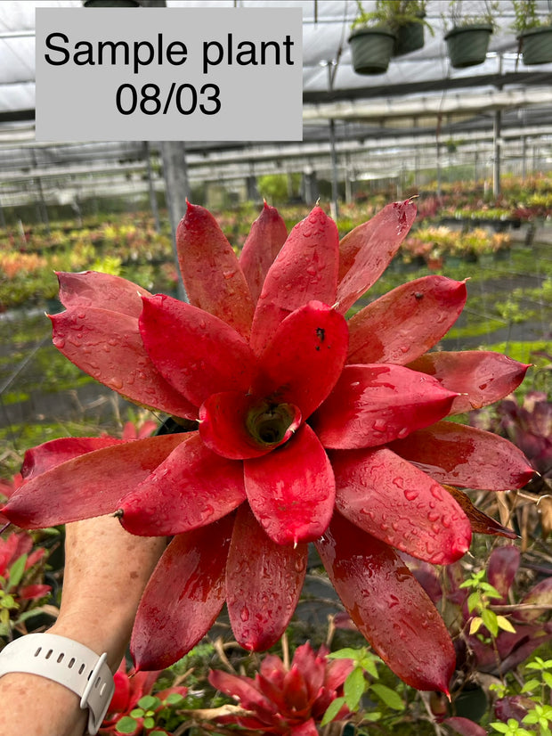 Neoregelia 'Vulcan' x Oeser 418 – Tropiflora
