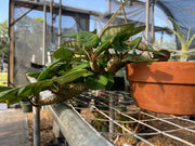 Euphorbia denisiana var. maromokotrensis
