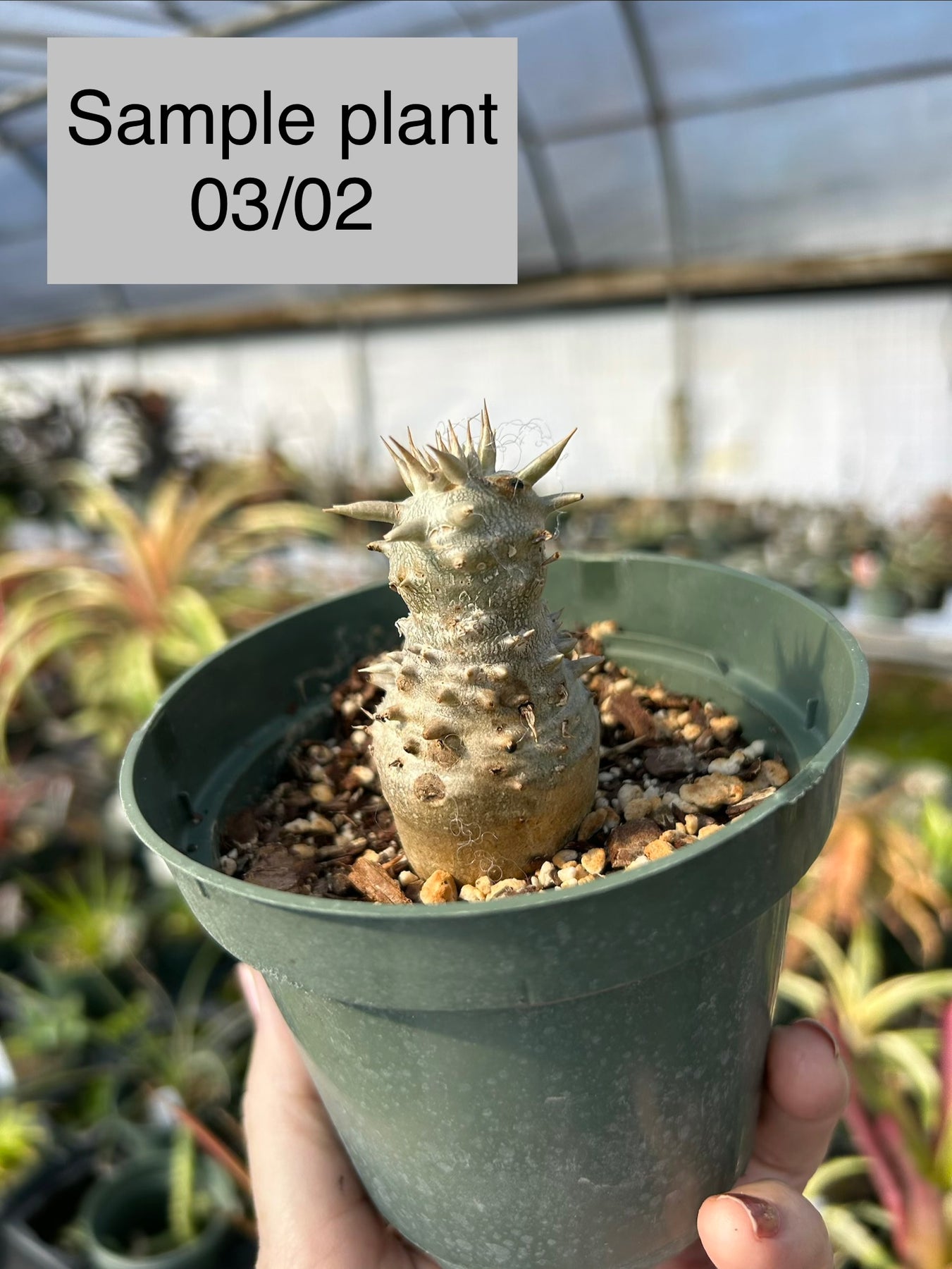 Pachypodium eburneum – Tropiflora