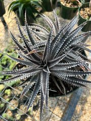 Dyckia 'Sawfish'