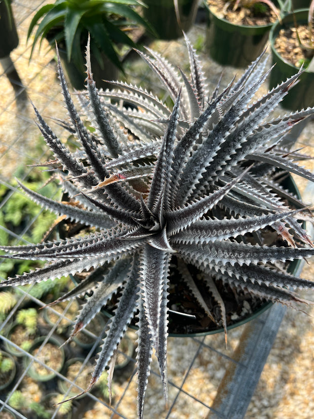 Dyckia 'Sawfish'