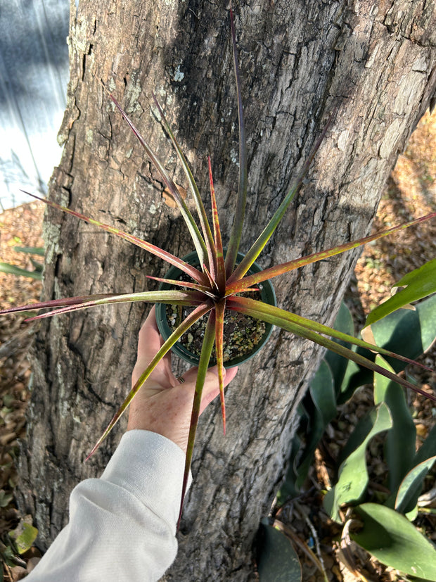 x Sincoregelia 'Red Octane'