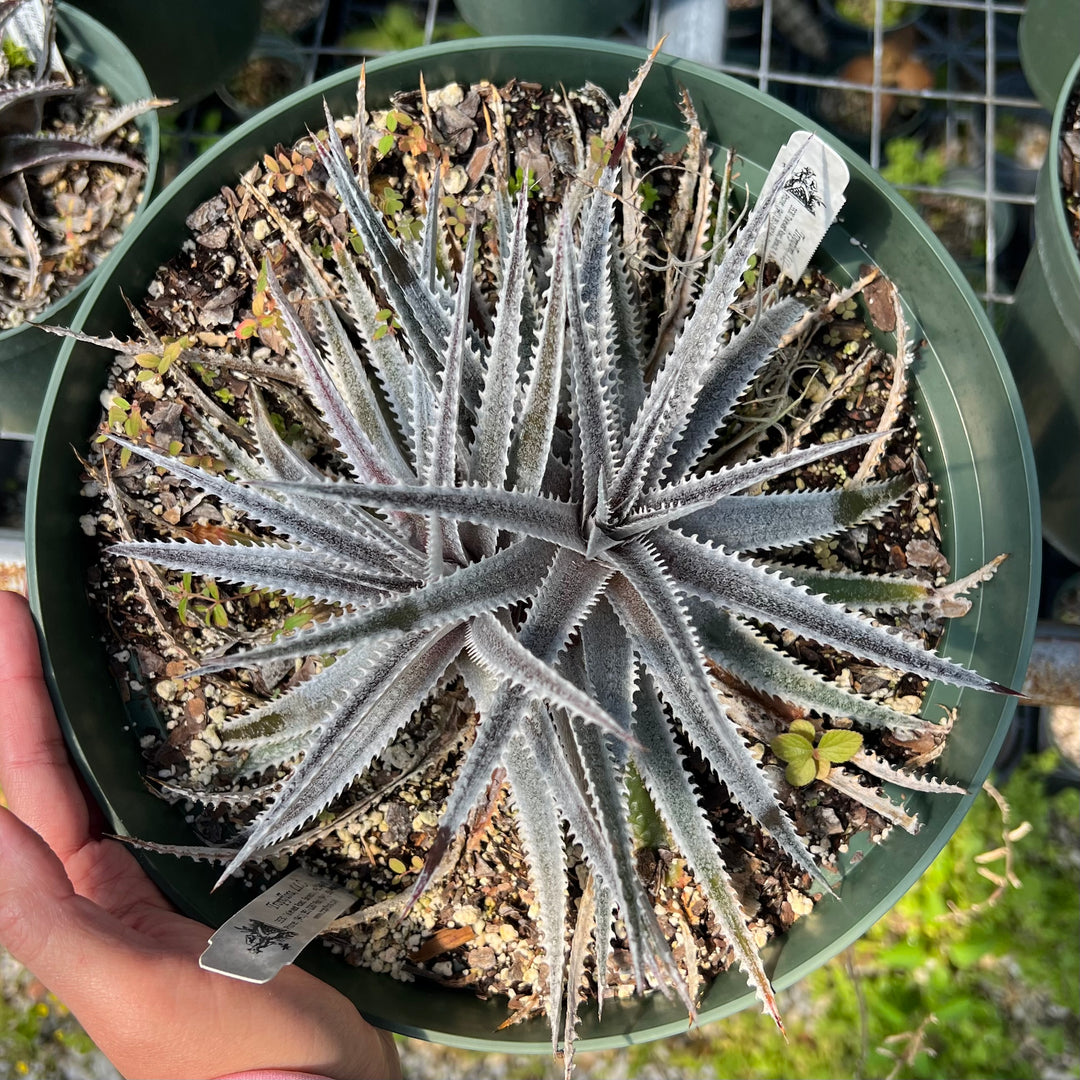 脇芽付き 原種 ディッキア Dyckia sp Piu-Piu ⑵ B82A9103-EBD7-4F14-80C7-
