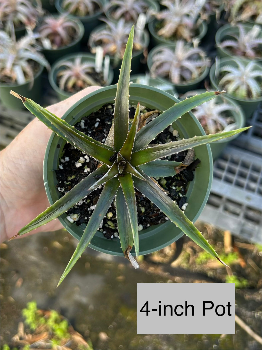 ディッキア Dyckia Koka Wolff (original) Dyckia 'Cherry Coke' – Tropiflora