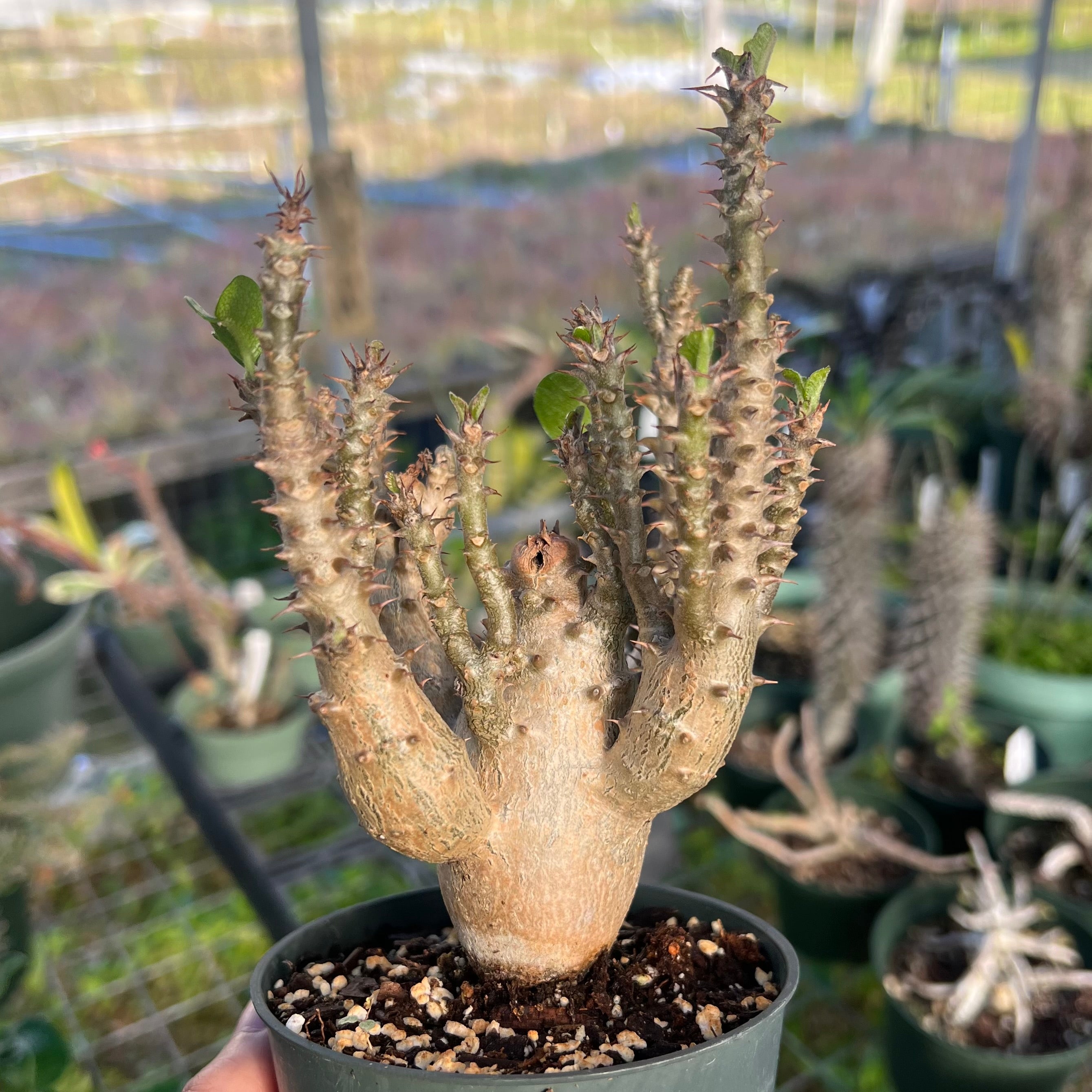 Pachypodium windsorii x baronii パキポディウム ウィンゾリー
