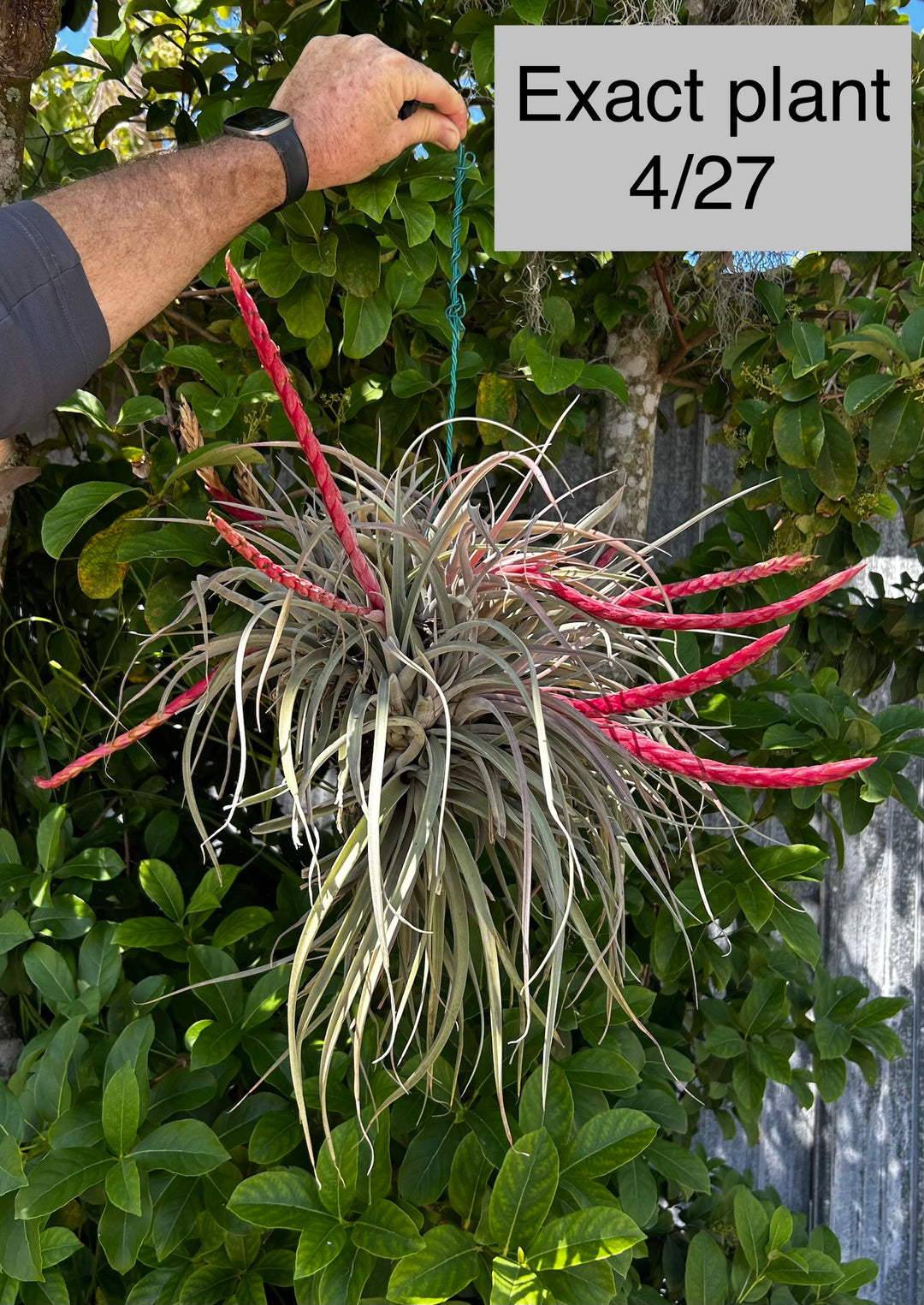 Tillandsia 'Majestic' – Tropiflora