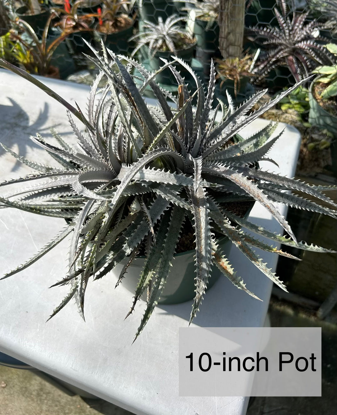 Dyckia ('Arizona' x 'Brittle Star') x ('Paylen' x 'Keswick